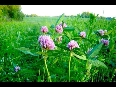 Видео о препарате Красный клевер 500мг капс 60шт